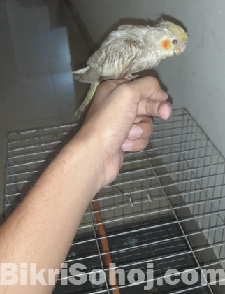 Tame cokatail baby